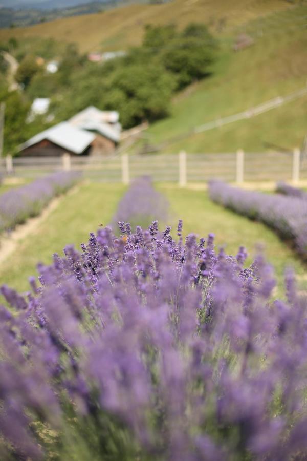 Lavender Valley Perekrestnoye Экстерьер фото